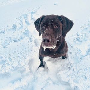 Meet your Posher, Ray